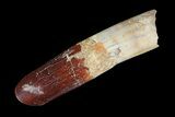 Rebbachisaurus Tooth With Partial Root - Sauropod Dinosaur #94155-1